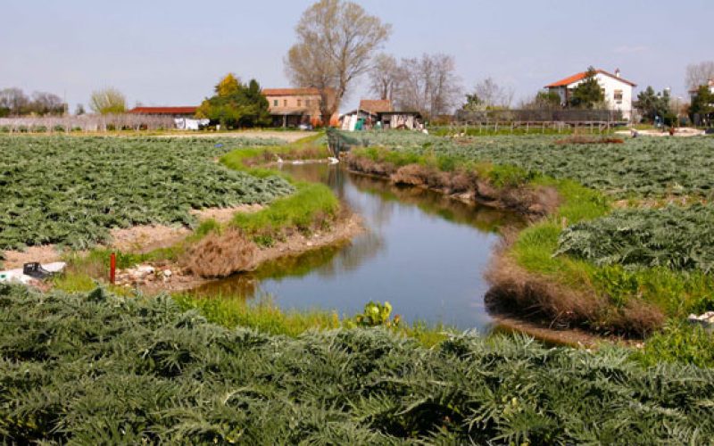 Sant’Erasmo: l’orto di Venezia tra carciofi, vigneti e laguna