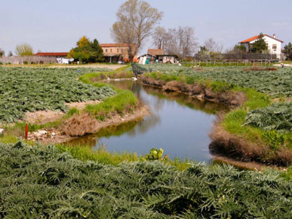 Sant’Erasmo: l’orto di Venezia tra carciofi, vigneti e laguna